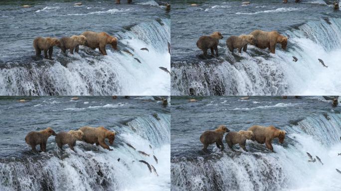 捕食的棕熊洄游的鱼捕食熊
