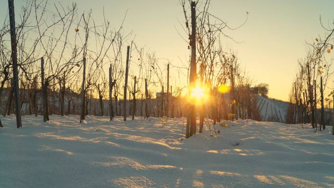 白雪覆盖的葡萄园雪地夕阳朝阳逆光冬天冬季
