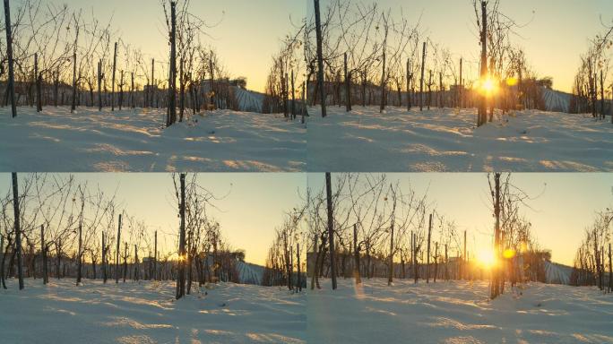 白雪覆盖的葡萄园雪地夕阳朝阳逆光冬天冬季