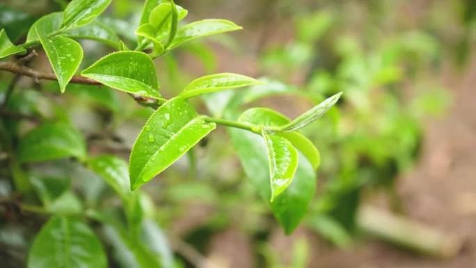 云南 茶山 采茶 茶叶 茶农