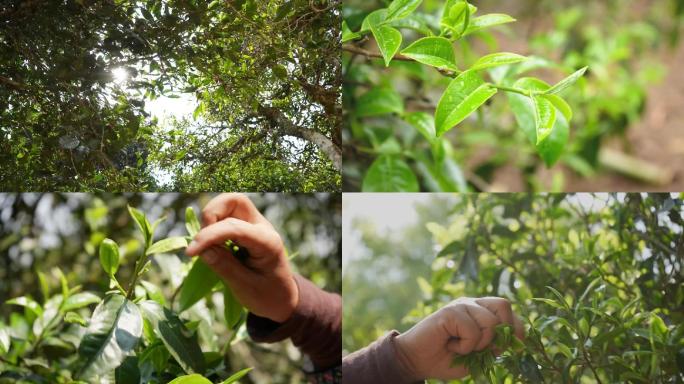 云南 茶山 采茶 茶叶 茶农