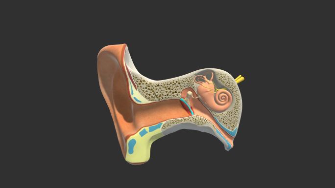 人耳横截面人体组织器官三维动画外耳道