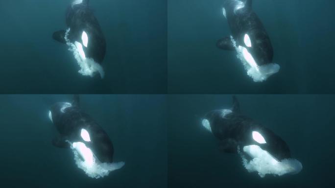 虎鲸深海大海实拍