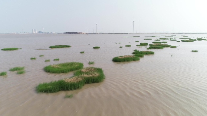 渤海 海水 植被 船 航拍