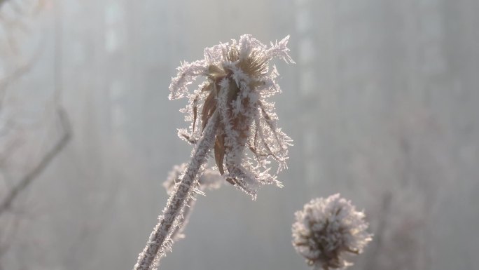 枯菊霜花