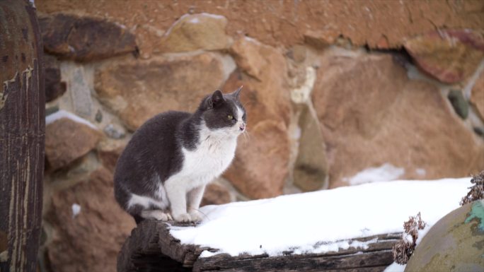 雪中的猫 冬天小动物