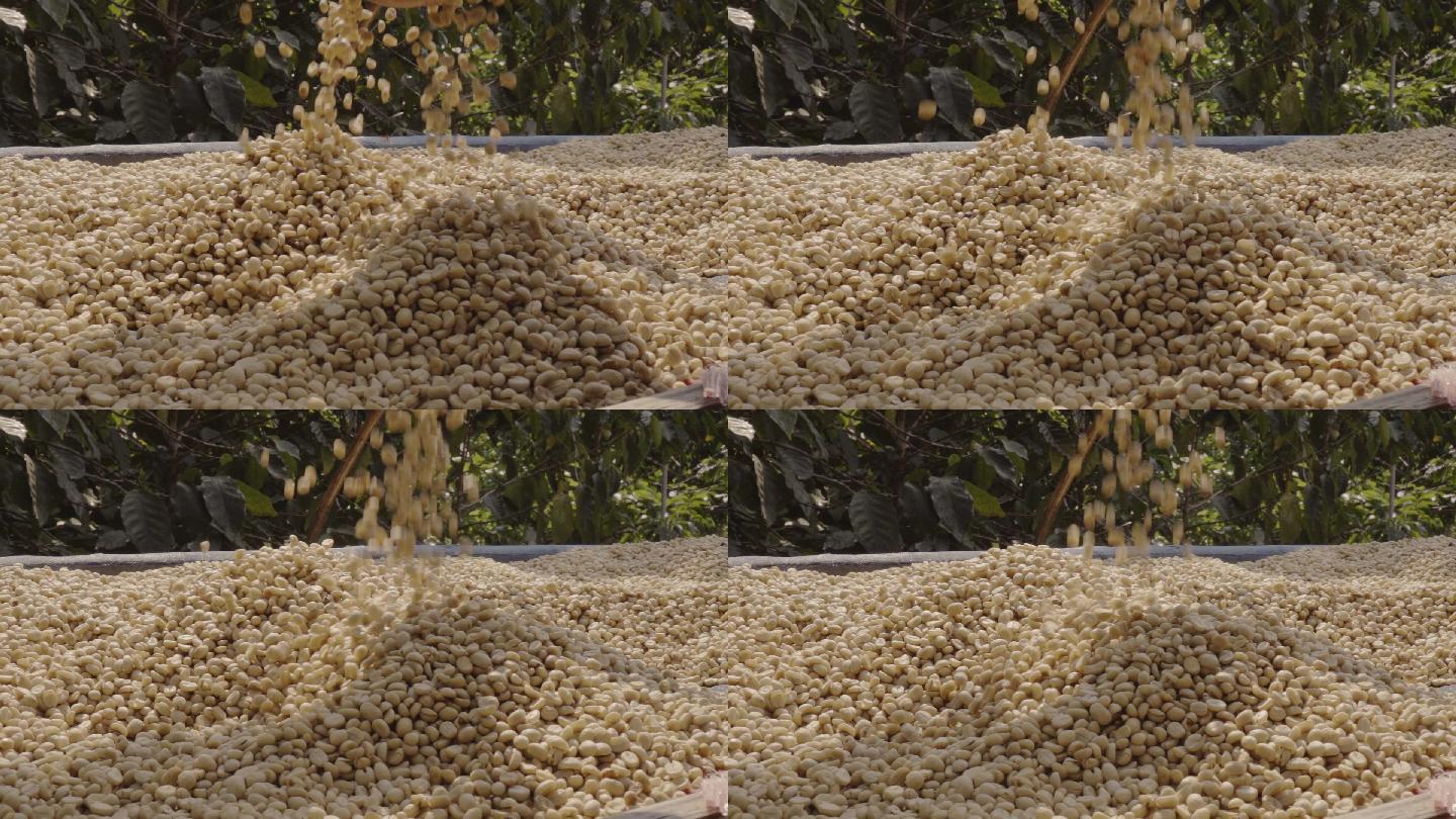 干咖啡豆宣传片视频素材