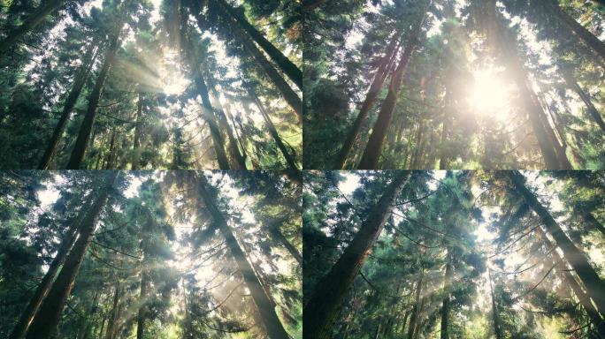 夏天穿过森林的阳光