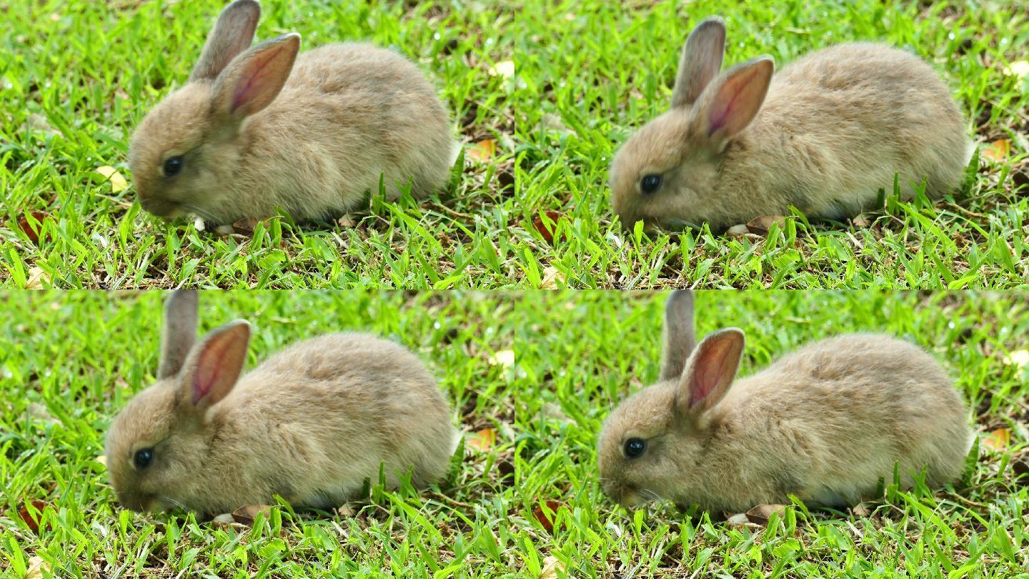 兔子灰色
