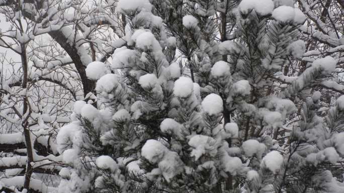 雪中故宫