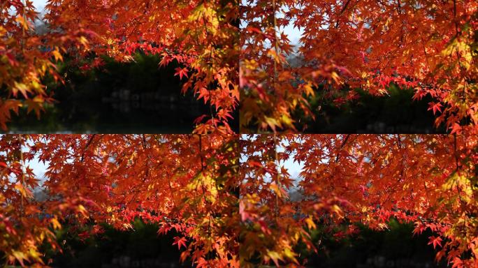 水面反射的光线照亮了秋叶。