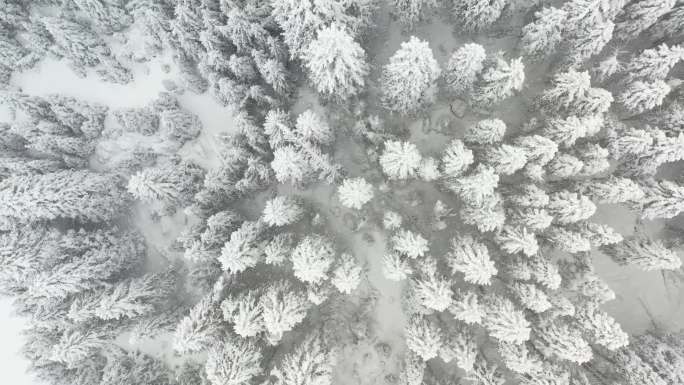 大雪期间，无人机飞越冷杉林