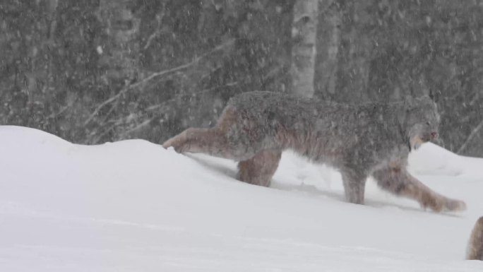 猞猁野生动物户外雪景雪地