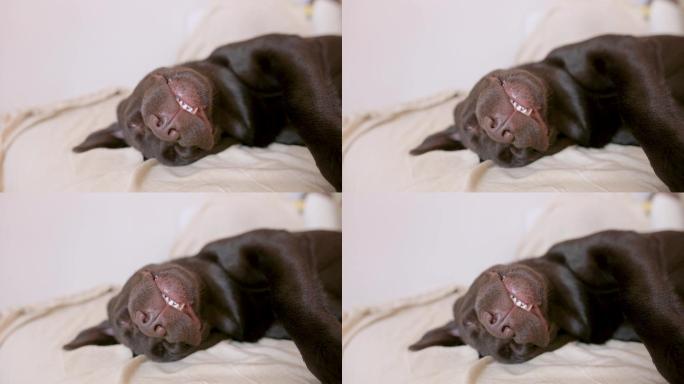 小狗睡在沙发上。杜宾犬特写镜头黑狗狗头