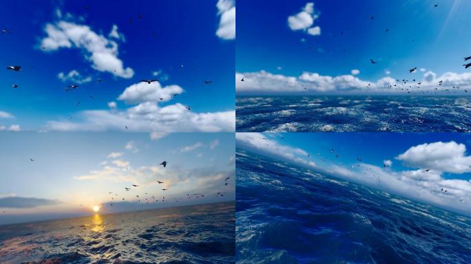 一群海鸟在大海飞翔视频素材