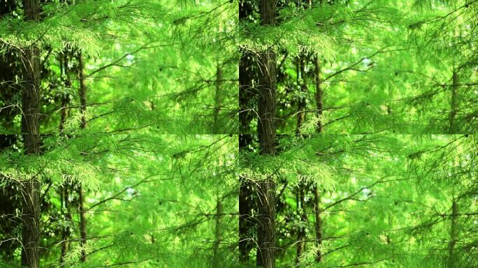 高清-森林树木小鸟实拍