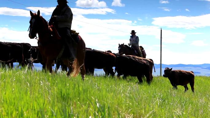 草原上的牧群西部牛仔牧区草场牛群放牛