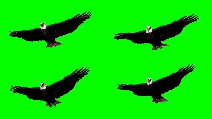 鹰在滑翔绿色屏幕