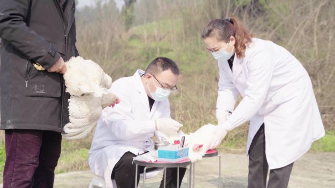 鸡瘟检测养殖中心动物检疫