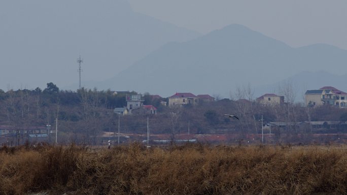 6K冬晨灰鹭飞过山村02