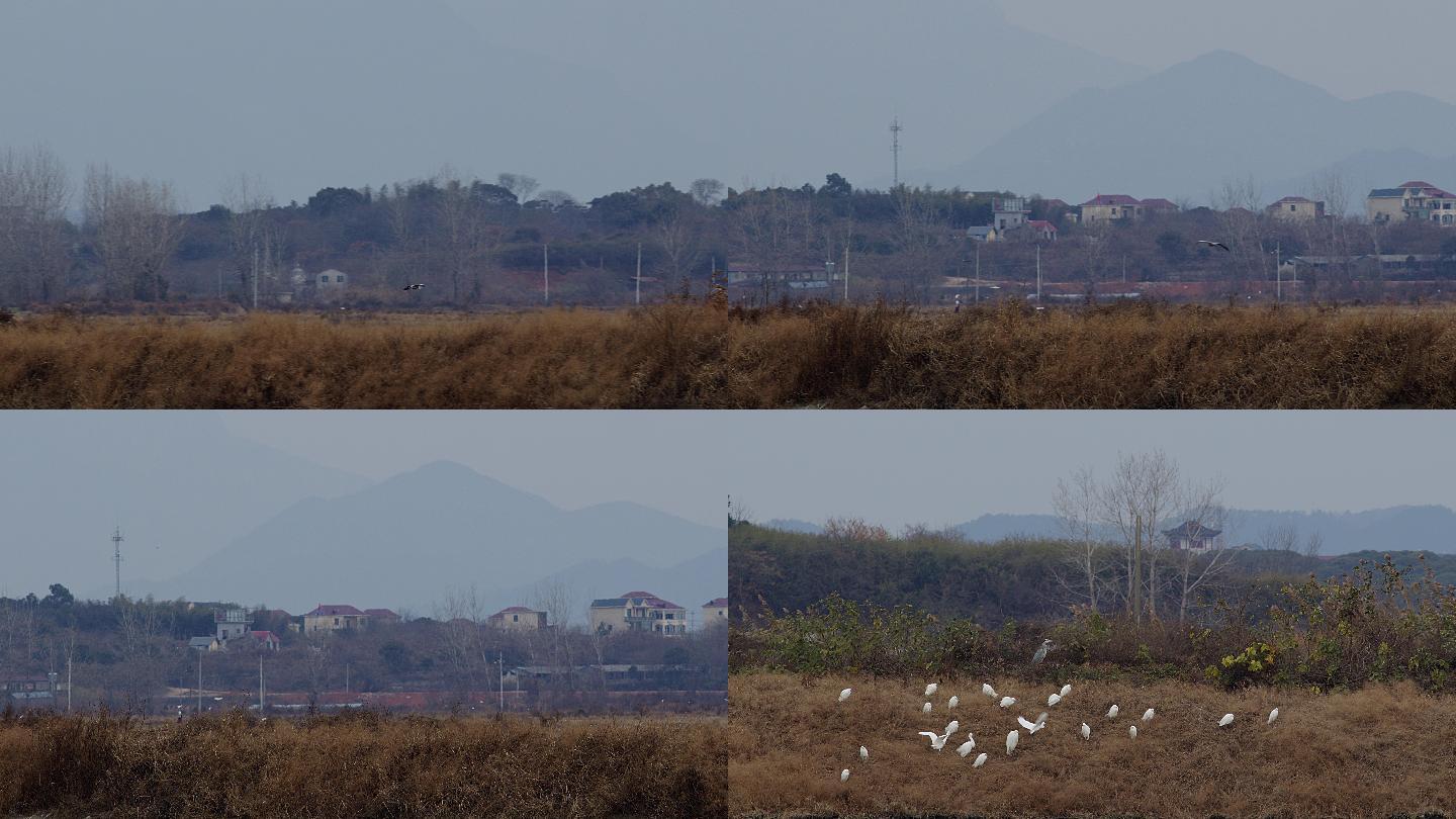 6K冬晨灰鹭飞过山村02