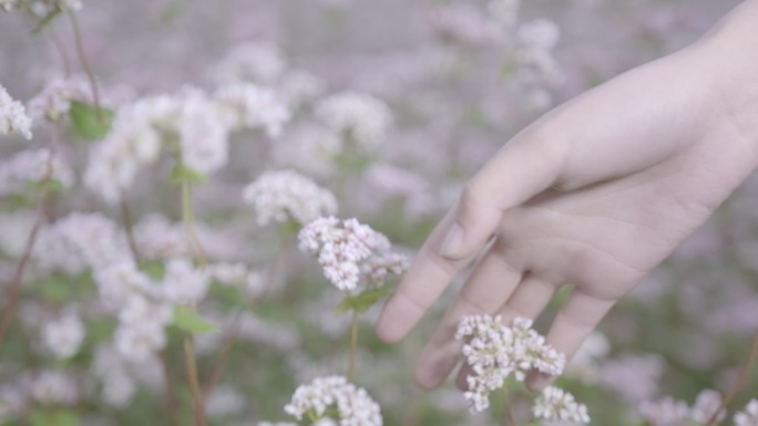 手拂过花朵