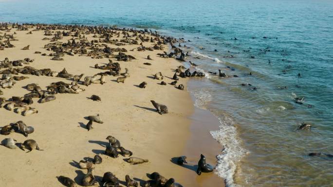 一大群海豹海边海狮晒太阳