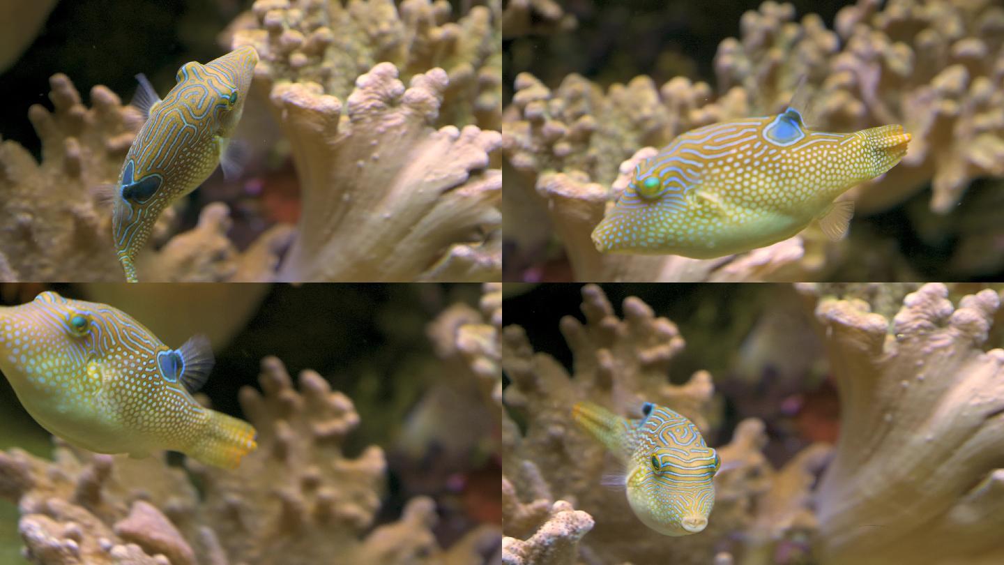 可爱的小鱼在珊瑚周围游动