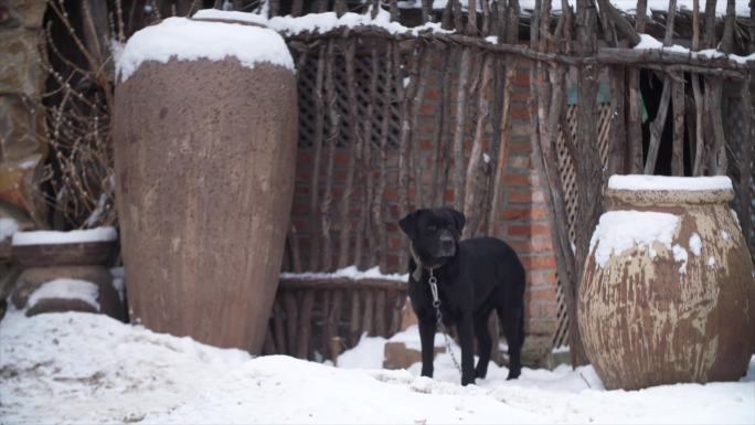 雪中的狗