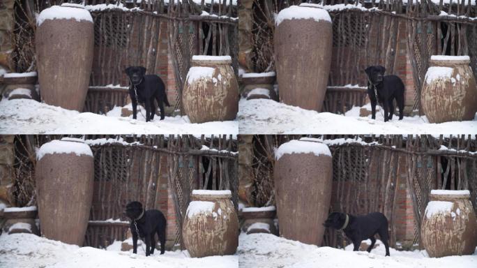 雪中的狗