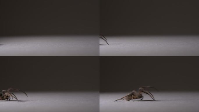 蜘蛛在画面上从左向右移动的特写镜头