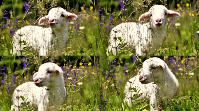 花丛中的羔羊小羊幼崽畜牧