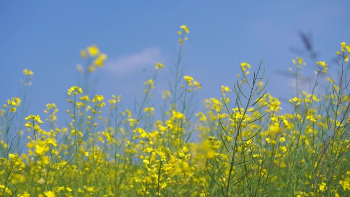 蓝天下的蜜蜂油菜花