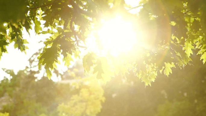 灿烂的太阳树叶透光空镜头