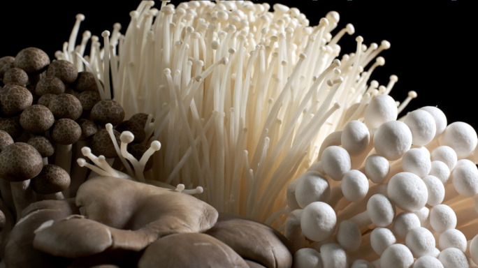 食材蘑菇食用菌菌类菌子
