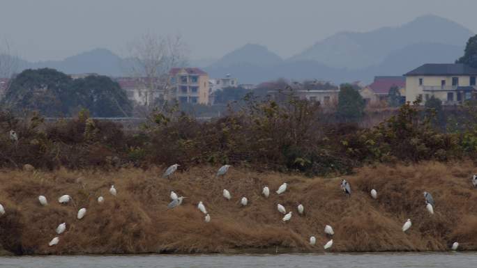 6K冬晨乡村河边休息的鹭鸟群06