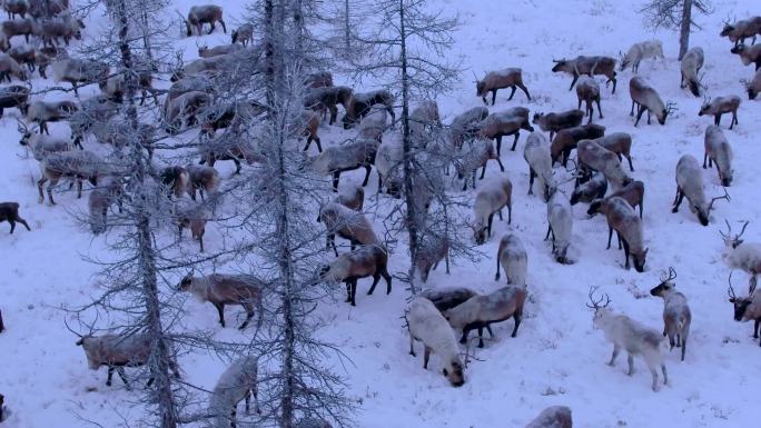 冬季森林中的一群驯鹿