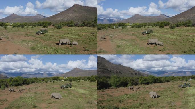 游客在自然保护区观看白犀牛吃草