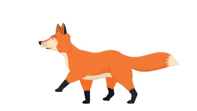 狐狐狸动物的动画。卡通