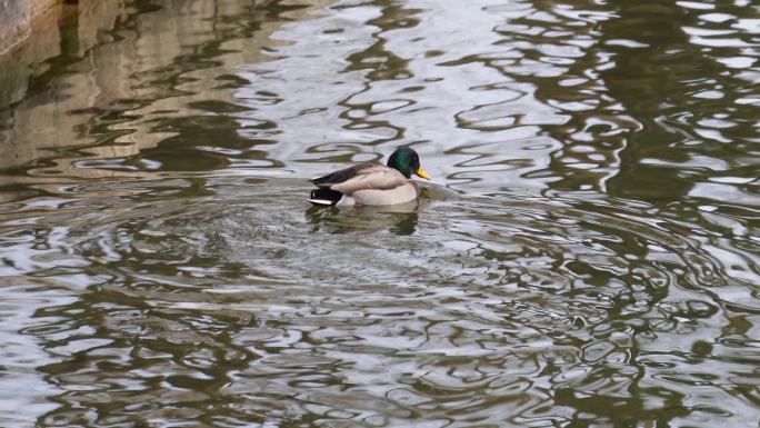 春江水暖鸭先知水禽湖里的鸭子天鹅 (3)