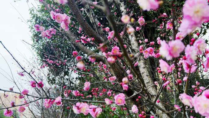 梅花开了 梅花 春 花 城市绿化