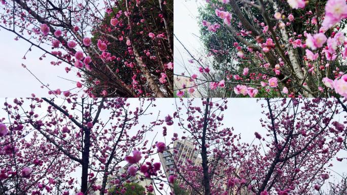 梅花开了 梅花 春 花 城市绿化