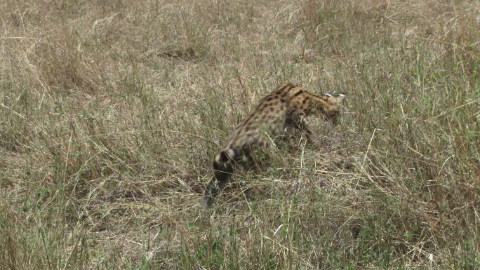 一只豹子金钱豹非洲大草原生态自然环境