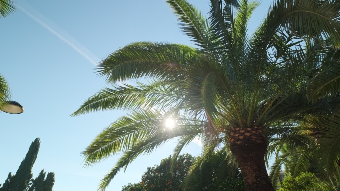 在晴朗的蓝天下的茂盛棕榈树叶