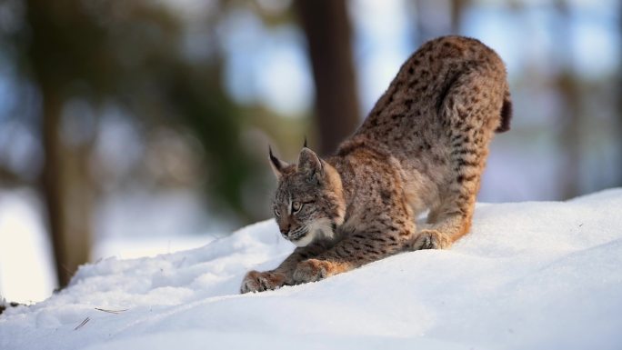 猞猁雪地捕猎狩猎大自然保护