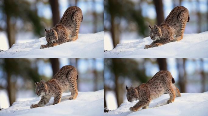 猞猁雪地捕猎狩猎大自然保护