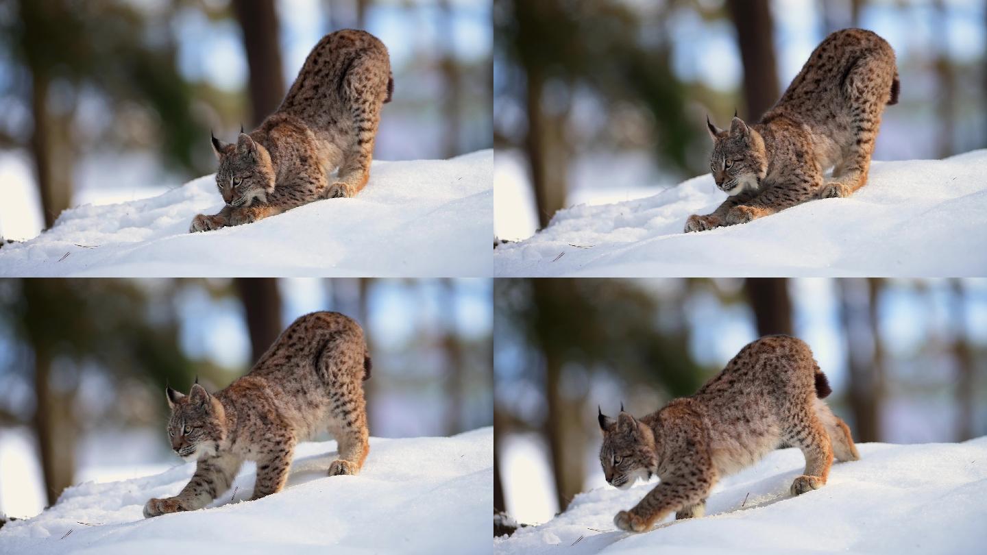 猞猁雪地捕猎狩猎大自然保护