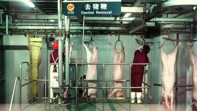 019现代化屠宰生产线猪肉加工肉联