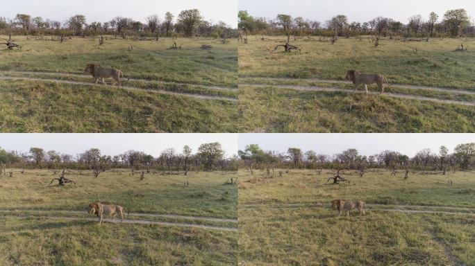 草坪上的狮子非洲草原狮子高清实拍动物百兽