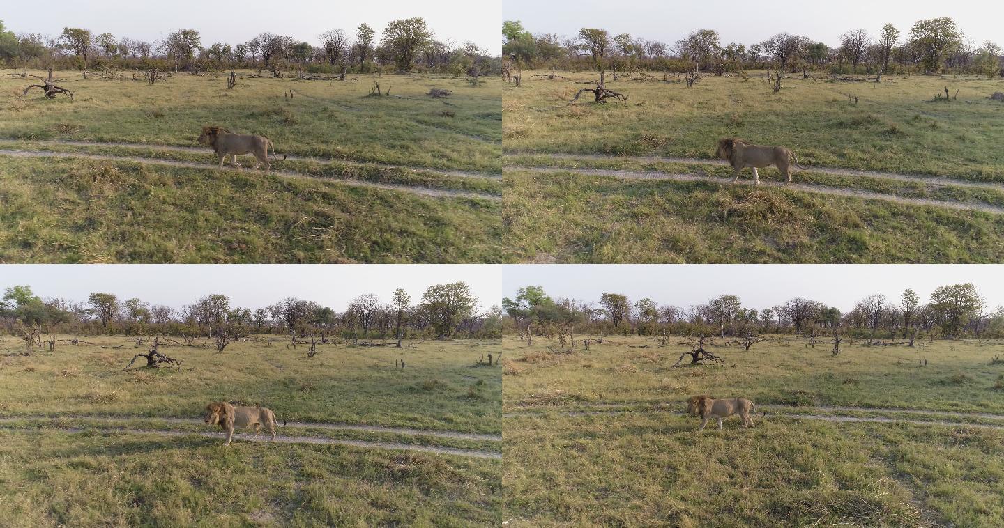 草坪上的狮子非洲草原狮子高清实拍动物百兽